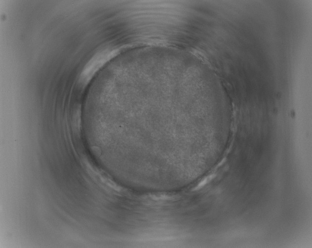 X0000075920194200610062216