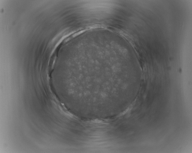 X0000075920290200610062214