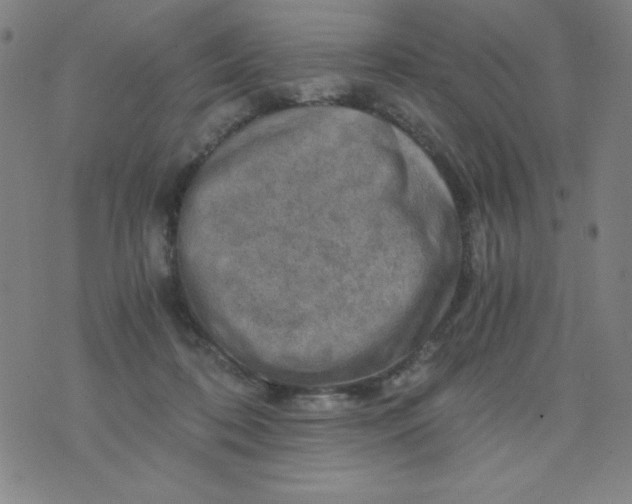 X0000075920316200610062214