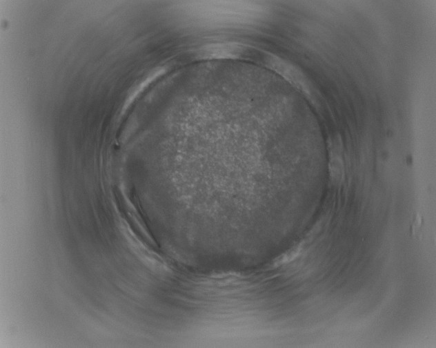 X0000075920386200610062213