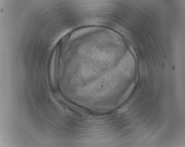 X0000075920434200610062211