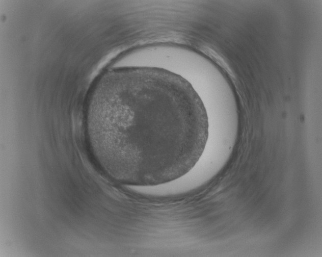 X0000075920483200610062211