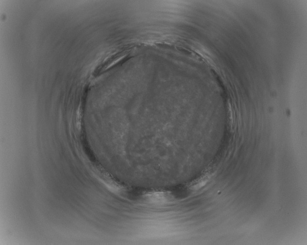 X0000075920499200610062211