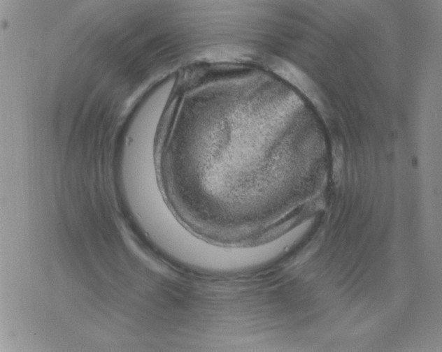 X0000075920530200610062210