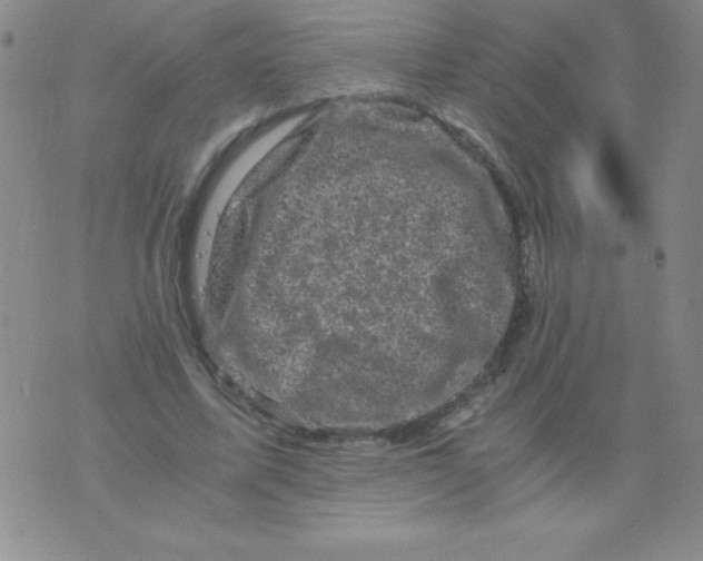 X0000075920587200610062210