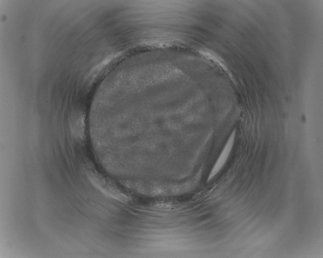 X0000075920596200610062209