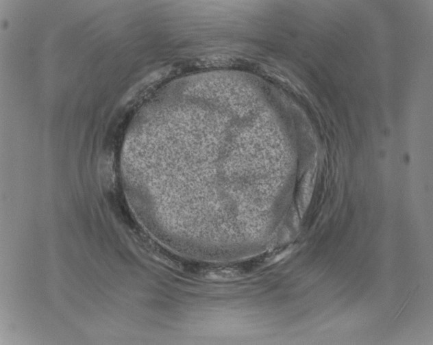 X0000075920599200610062209