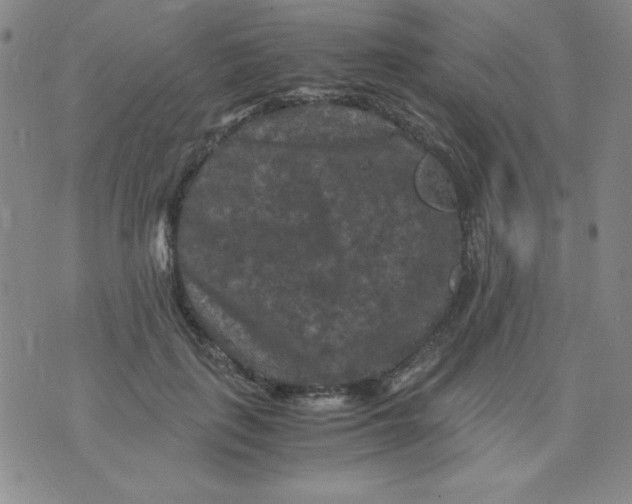 X0000075920651200610062209