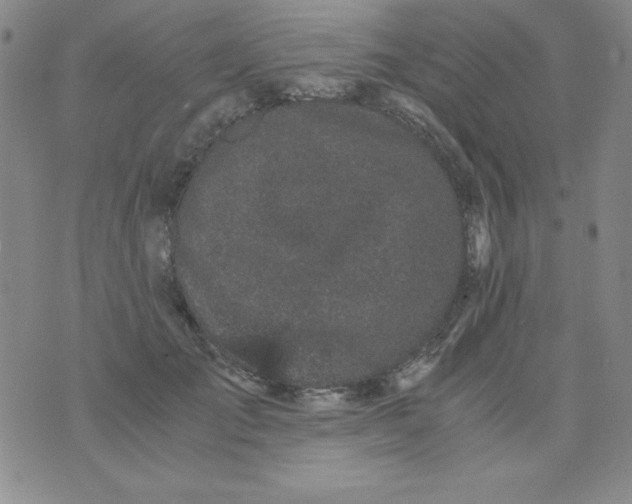 X0000075920701200610062208