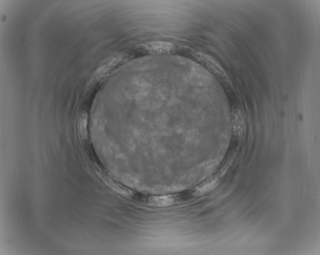 X0000075920717200610062207