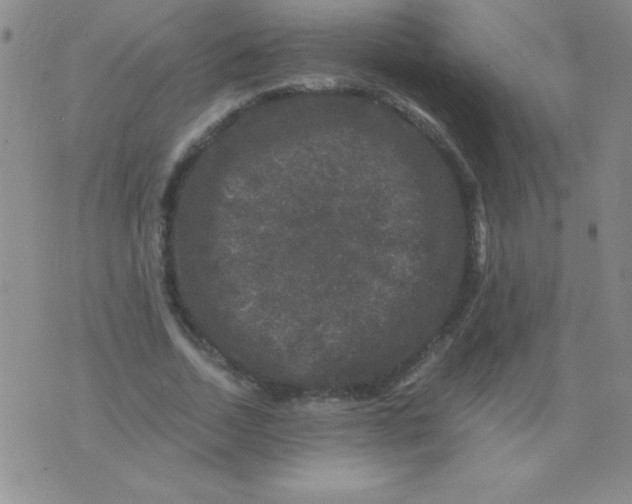 X0000075920730200610062207