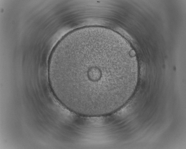 X0000075920836200610062205