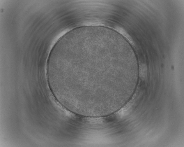 X0000075920856200610062206