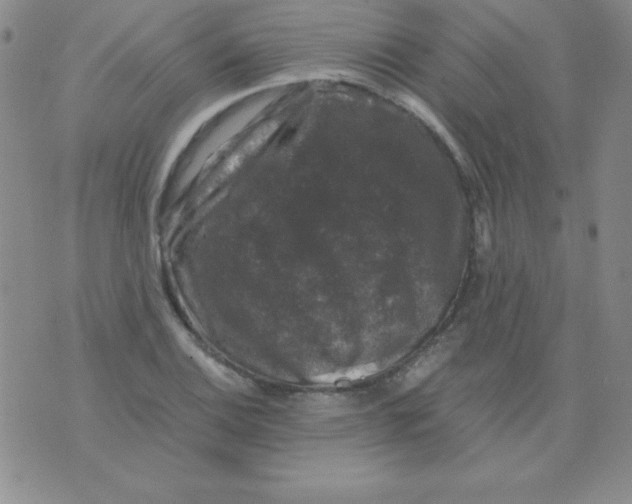 X0000075921124200610062201