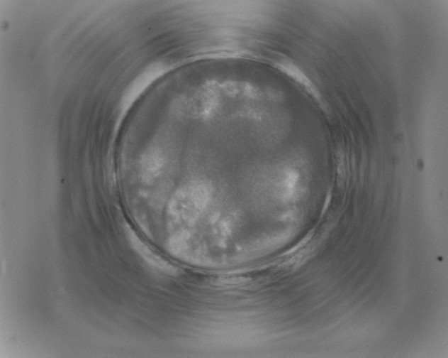 X0000075921466200610062155