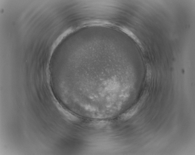 X0000075921474200610062155