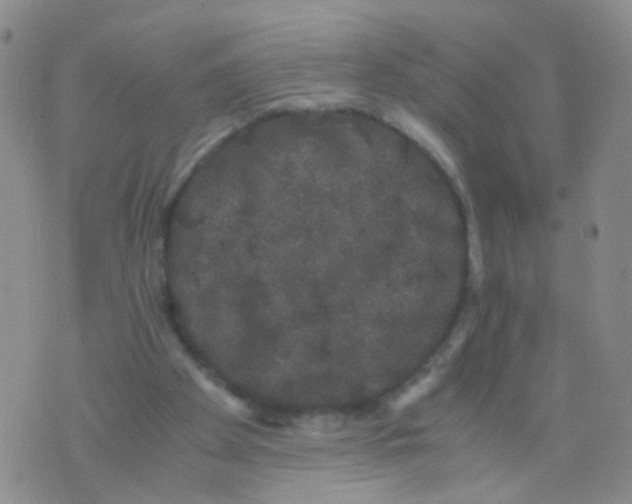 X0000075920105200610151916