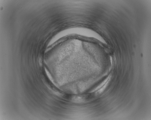 X0000075920174200610151915