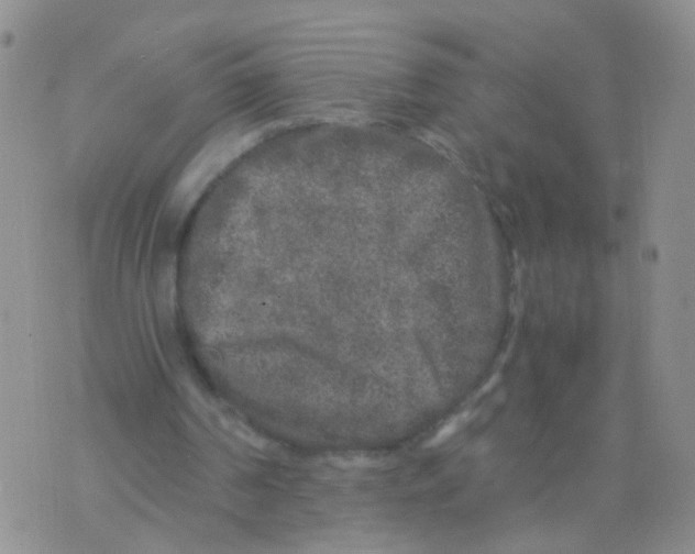 X0000075920194200610151915