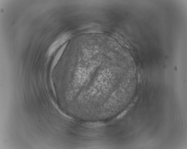 X0000075920245200610151913