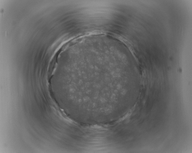 X0000075920290200610151913