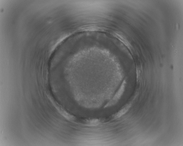 X0000075920301200610151913