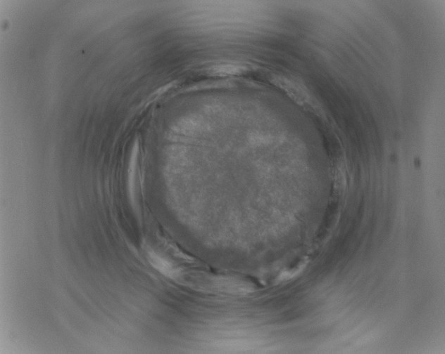 X0000075920360200610151912