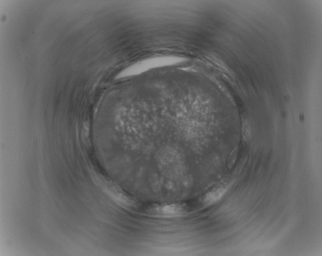 X0000075920365200610151912