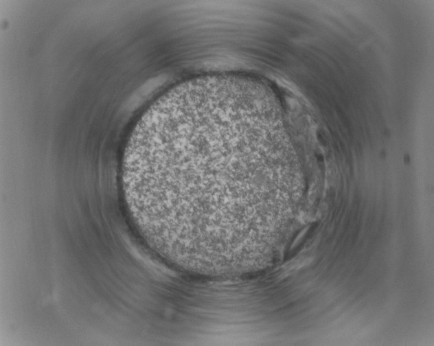 X0000075920446200610151910