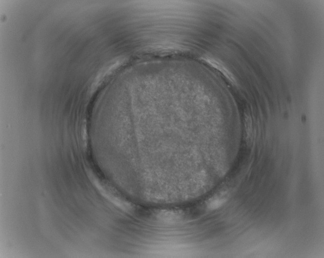 X0000075920494200610151910