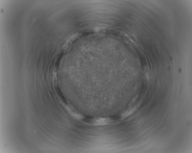 X0000075920527200610151909