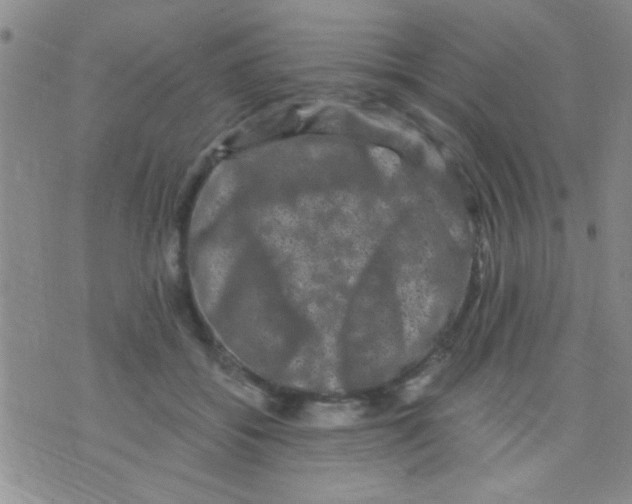 X0000075920556200610151909