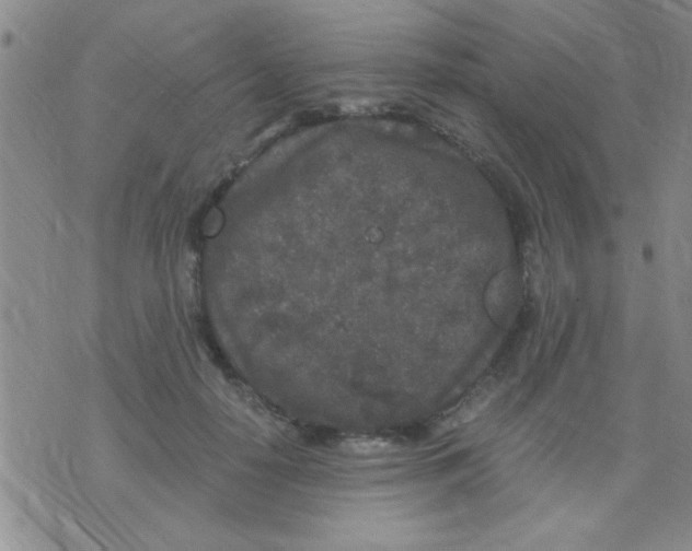 X0000075920650200610151907