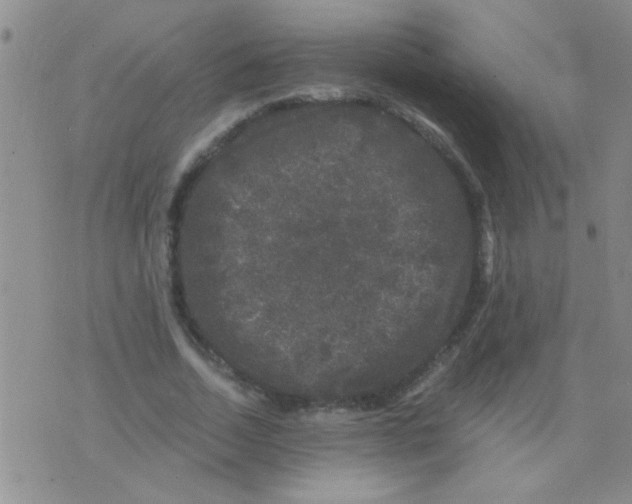 X0000075920730200610151906