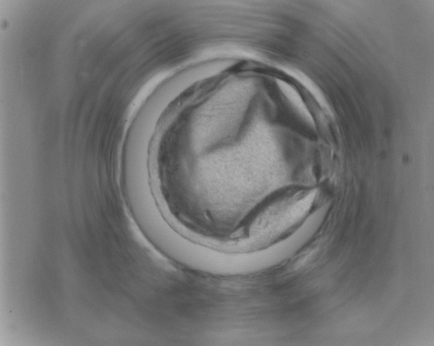 X0000075920815200610151905