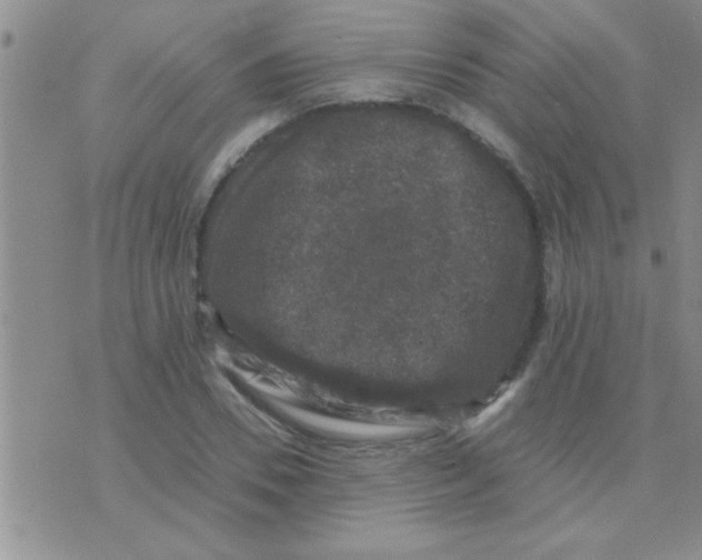 X0000075920930200610151903