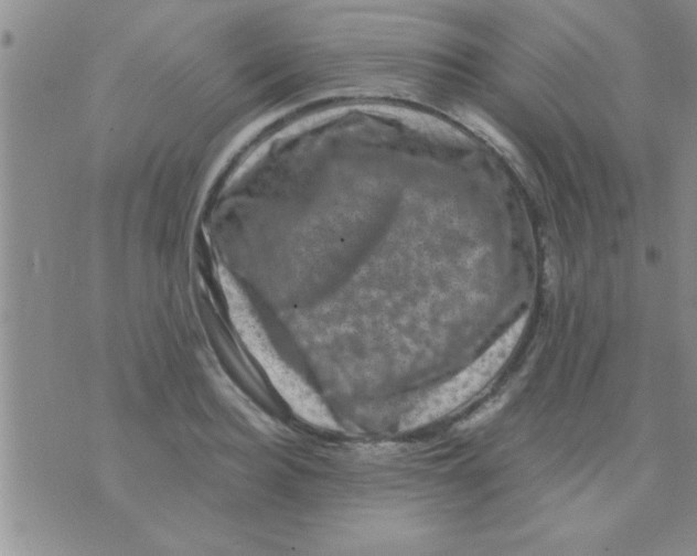 X0000075920940200610151903