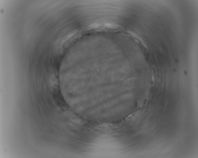 X0000075920966200610151902