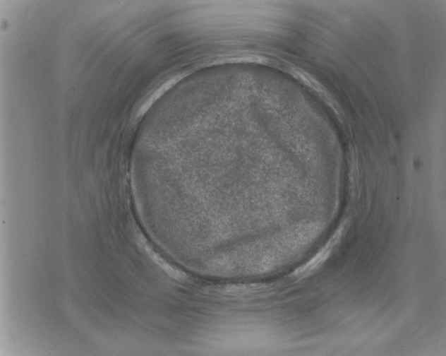 X0000075920985200610151902