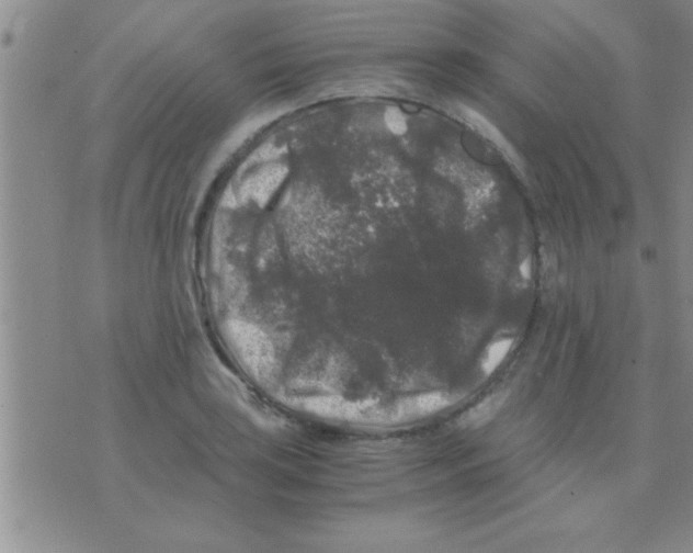 X0000075921035200610151901