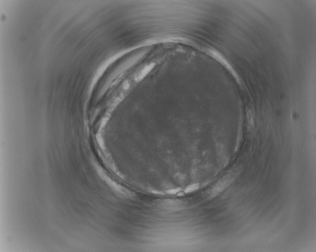 X0000075921124200610151859