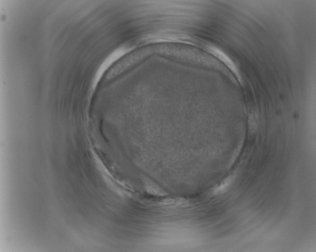 X0000075921146200610151900