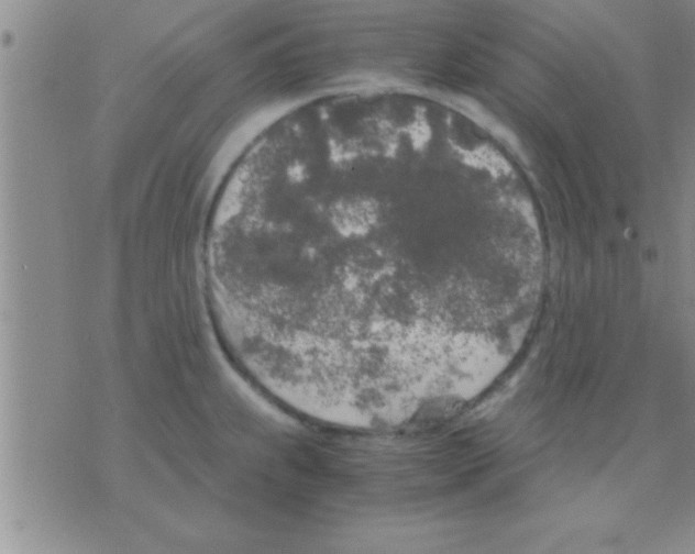 X0000075921239200610151858