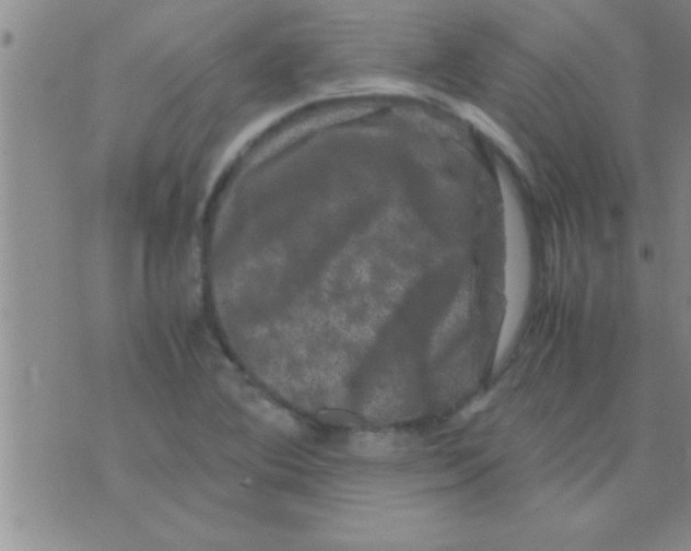 X0000075921364200610151856