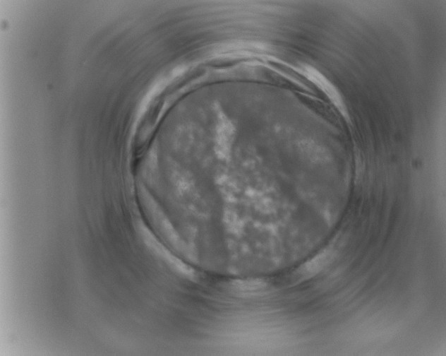 X0000075921384200610151855