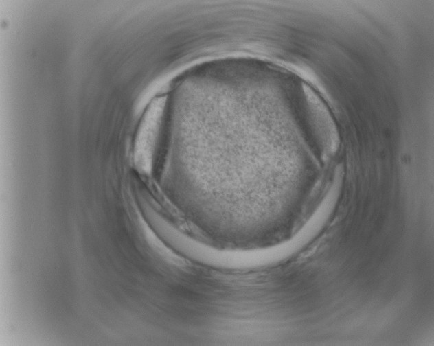 X0000075921524200610151853