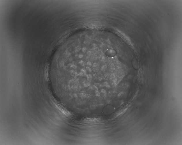 X0000076030065200610061429