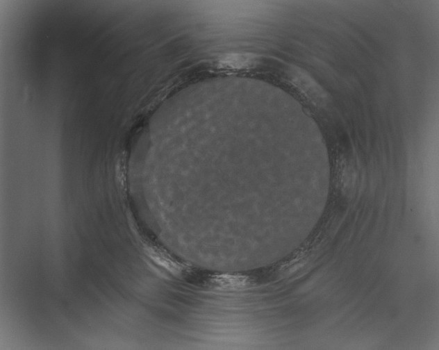 X0000076030328200610061424