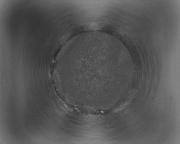 X0000076030624200610061419