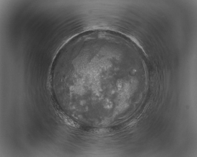 X0000076030879200610061415